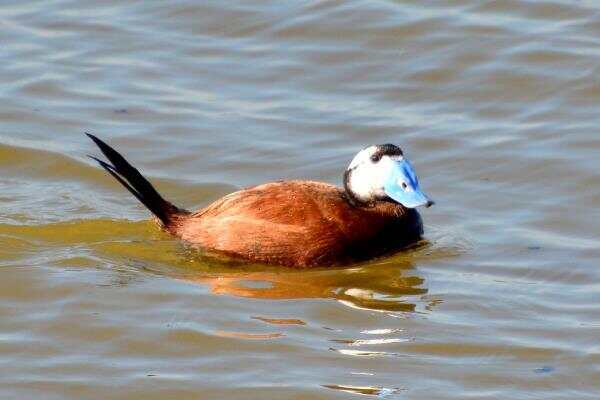 白头硬尾鸭具有迁徙习性的野鸭雄性长有亮蓝色嘴壳