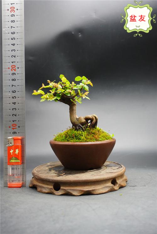 雀梅小盆景树 小叶红芽 童子功小老桩 办公室桌面小趣味绿植微型