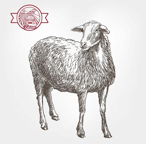 绵羊,饲养,素描,灰色背景