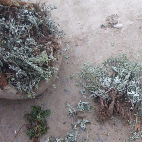 如何区分翻白草与委陵菜, 最好详细点,有图片 一下子就能看出来的.