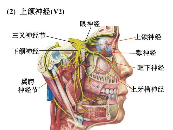 上颌神经(v2) 眼神经 三叉神经节 下颌神经 上颌神经 颧神经 眶下