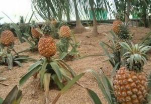 菠萝长在什么地方