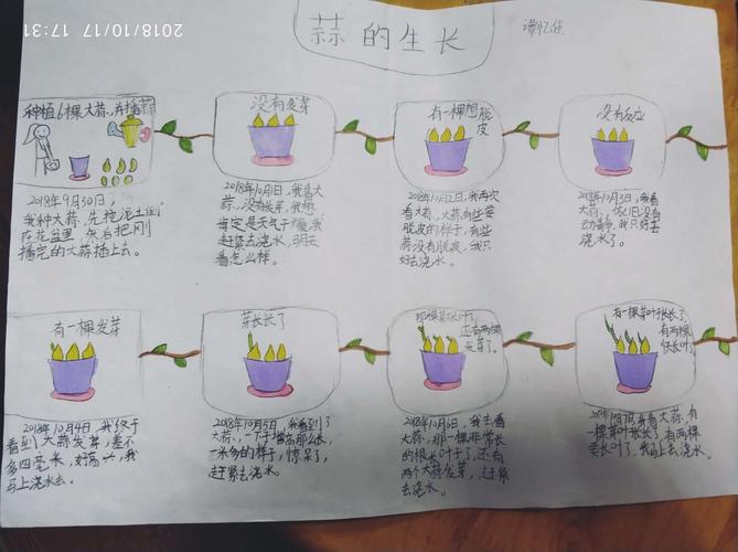 四(2)班我们的观察日记——大蒜种植记