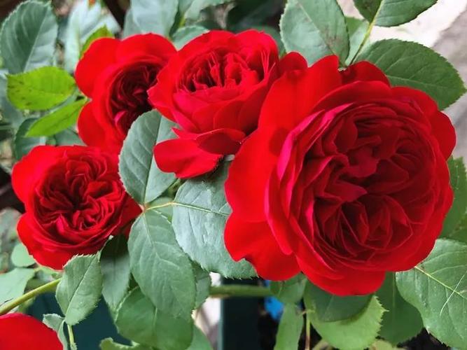 抗病性:抗病性好. 6park.com 15.红苹果 香味:淡香或无香.