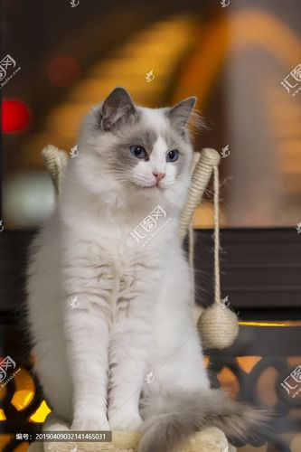 6月龄布偶猫坐姿