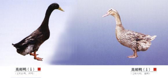 高邮鸭的分布范围