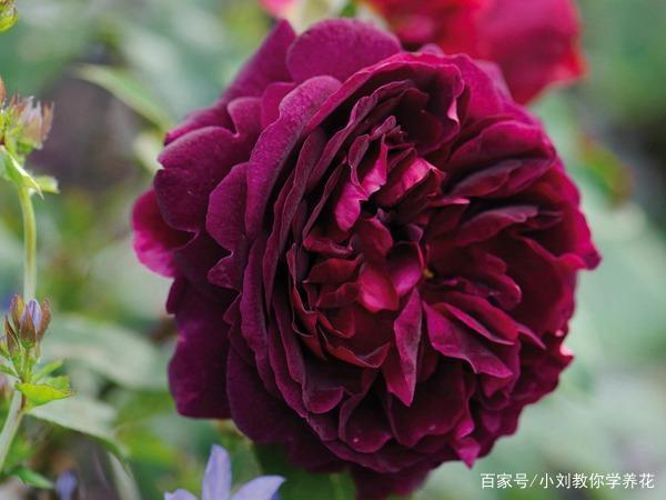 黑伍德月季,如红酒的色彩,如红酒的浓香,天鹅绒质感的