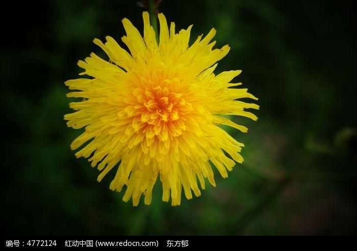 满开的蒲公英花