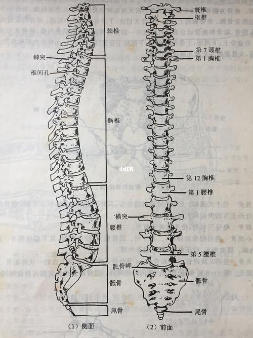 人体整个脊柱包括7节颈椎,12节胸椎,5节腰椎,1节骶椎(幼儿时期是5块