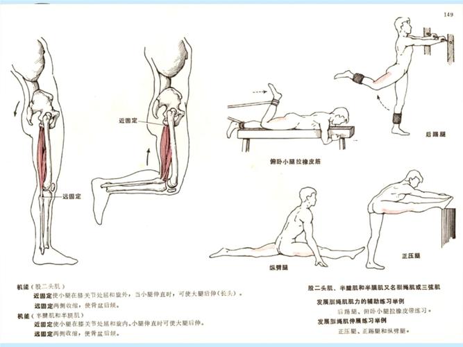 发展髋关节屈肌群.ppt