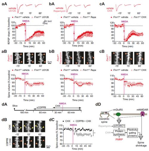 图注:在雷帕霉素或环己酰亚胺存在下显示出脆性x结构可塑性表型