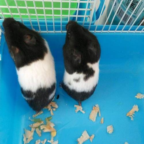 仓鼠 奶牛熊 活体 2个月大