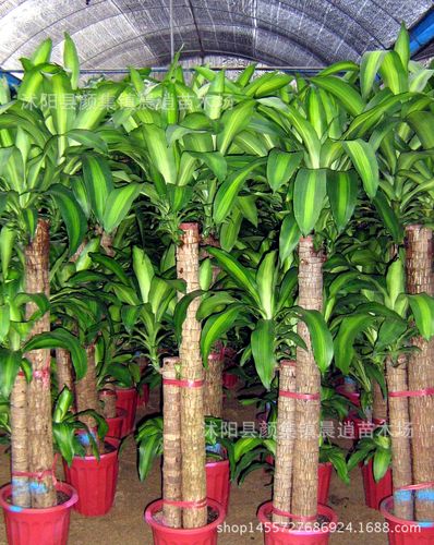 大型办公室客厅盆栽花卉 巴西铁 巴西木 千年木巴西铁树龙血树