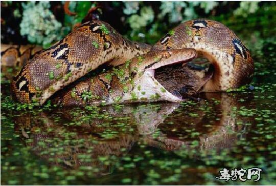 蟒蛇吃老鼠图片,饲养蟒蛇喂食老鼠图片大全!