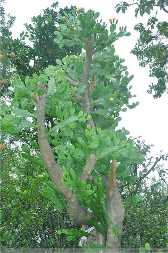 仙人掌类植物(二)(原创)