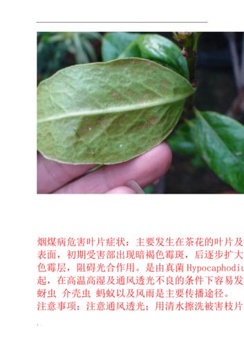 茶花常见病虫害图片