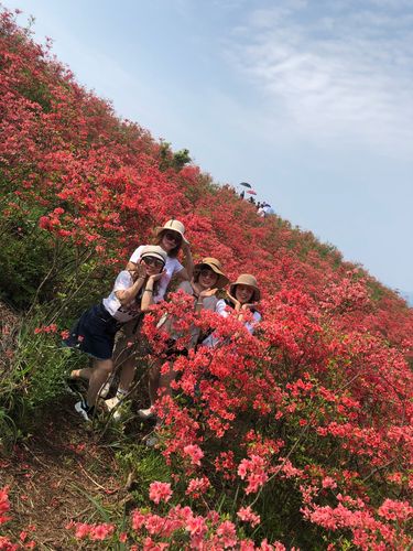 2019温岭太湖尖网红杜鹃花