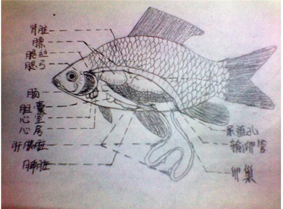 鲫鱼的解剖