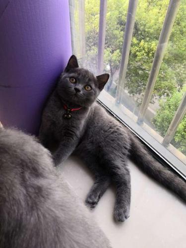 蓝猫三个月大