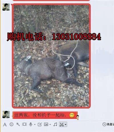 盐城捕野猪机器