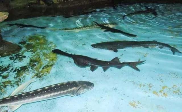 以为看到的是鸭嘴兽其实只是一条鱼一条鸭嘴鱼