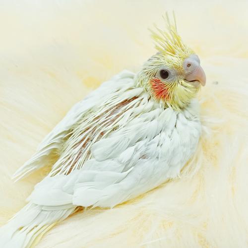 玄凤鹦鹉宠物鸟手手养鸟活玄风雏鸟黄化幼鸟鸟