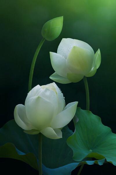 花卉- 堆糖,美图壁纸兴趣社区