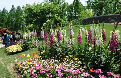 【520种常见园林花卉树木(第58期)】