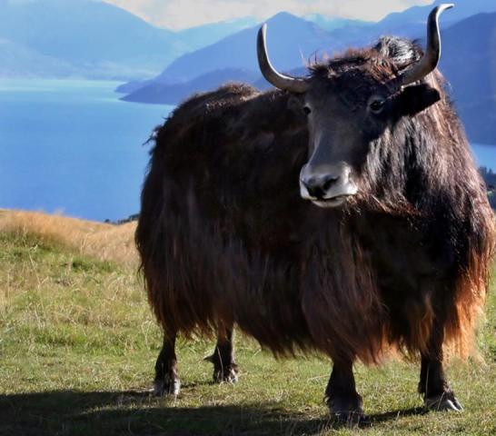 高原真正的主人——野牦牛
