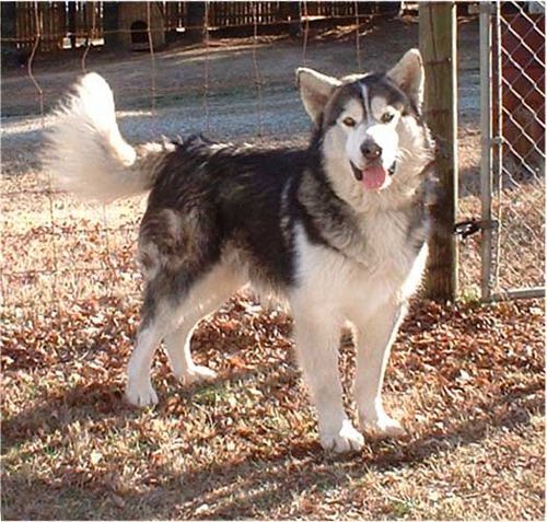 阿拉斯加雪橇犬