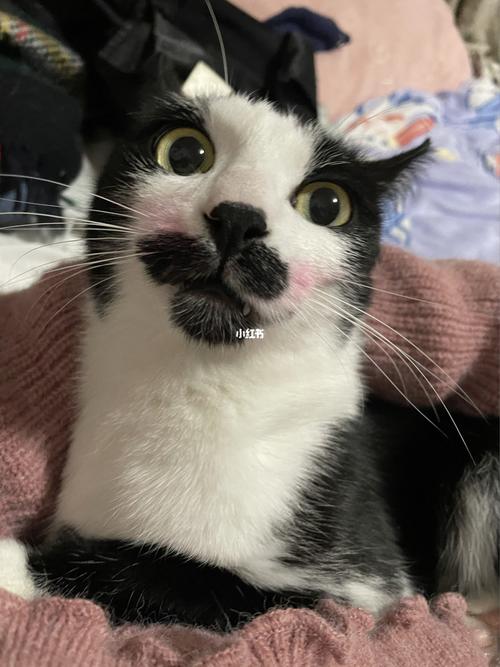 我的奶牛猫 是几把脸 吊面猫._萌宠_我的萌宠_宠物