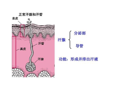 1 皮肤与汗液分泌 课件 北师大七年级下 分泌部 汗腺 导管 功能:形成