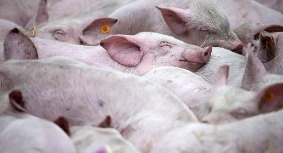 非洲猪瘟症状及预防方案