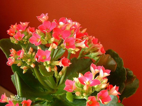 圣诞伽蓝菜(学名:kalanchoe blossfeldiana poelln.):又名"长寿花".