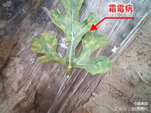 叶片正面一块块黄色病斑,这是西瓜霜霉病发病中期症状