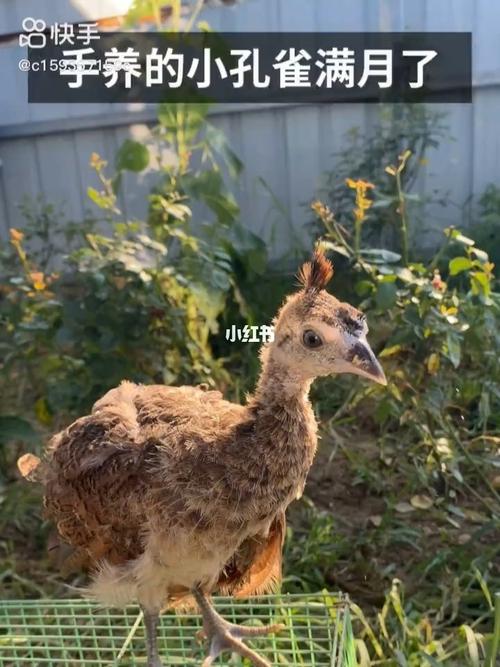 还是挺乖的我摸他的时候,他会乖乖的不会乱跑,阳光下的小孔雀更好看啊