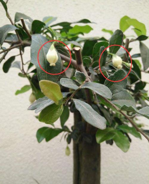 金弹子开花在即,花前养护做好5点,容易开花结果