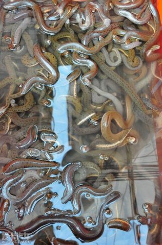 在集北食水蛇的味道