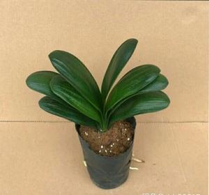 室内种植 盆栽君子兰花卉 正宗圆头和尚8~10片叶