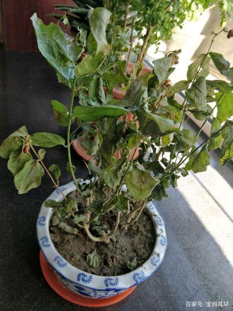 茉莉花枝条干枯了