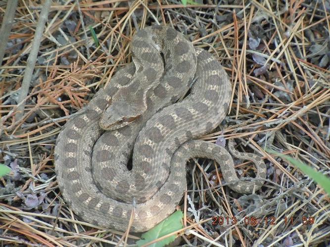 全身灰色带圆形黑斑 是蝮蛇吗 是具体的那种蛇 就是图片上这个 请高人