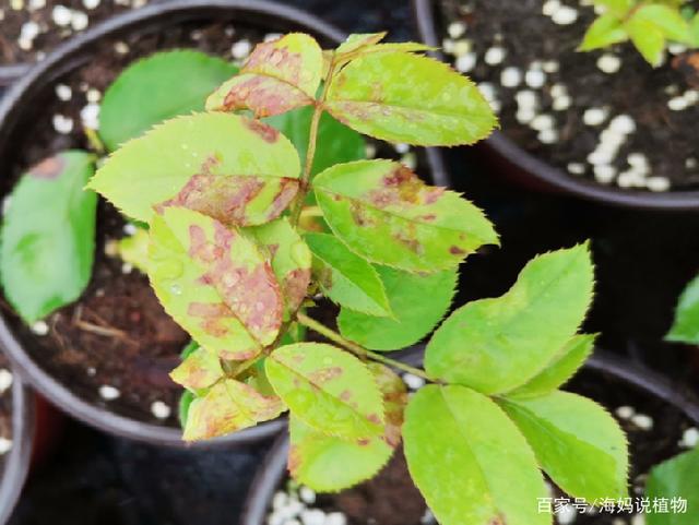 直播笔记|月季常见病虫害防治