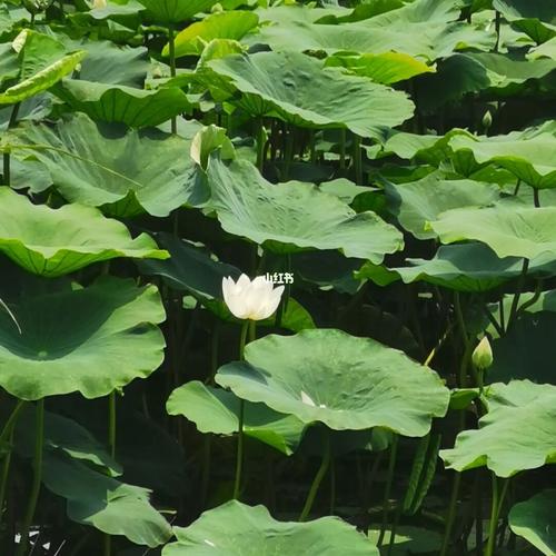 夏天的景色_夏天去哪玩_豆角_西红柿_玉米_向日葵_生活记录_接地气