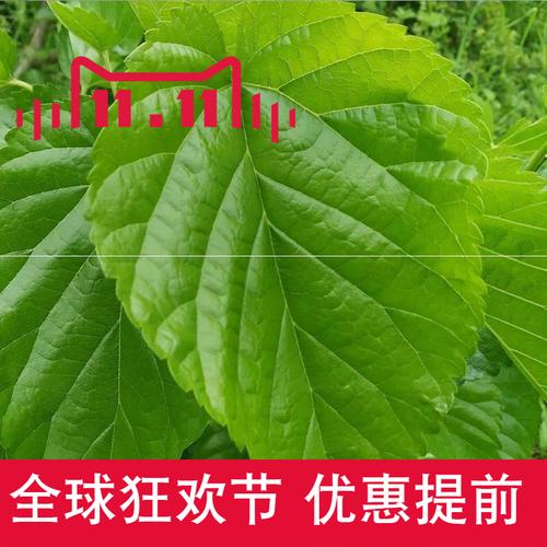 桑叶向阳公社新鲜蚕宝宝食用天然养蚕蚕桑树叶蚕宝宝