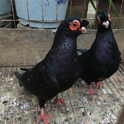 [翱翔鸽棚] 农家散养信鸽鸽子活体赛鸽羊眼鸽鸟观赏鸽肉鸽青年种鸽