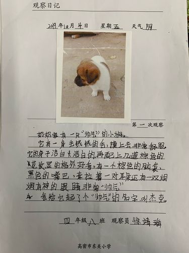 用发现美的眼睛观察世界——高密市东关小学"观察日记