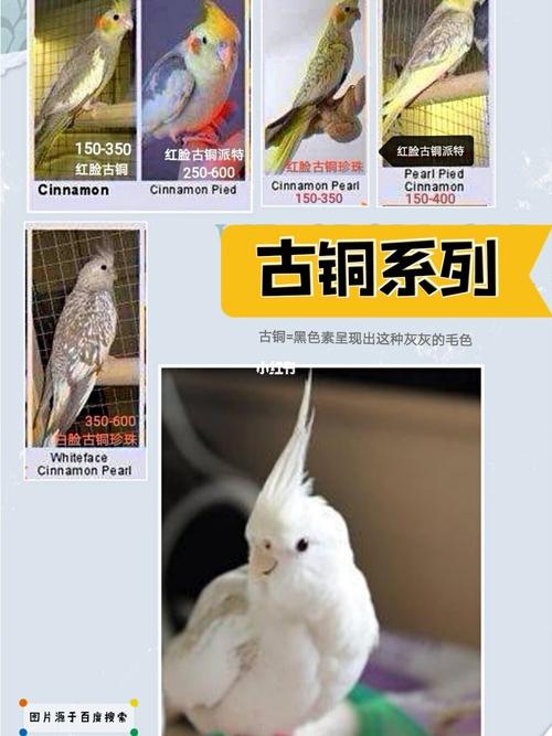 2021玄凤鹦鹉品种和价格带图整理_玄凤_鹦鹉_玄凤鹦鹉_宠物_宠物其他