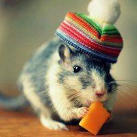 仓鼠头像情侣一左一右_微信头像图片大全