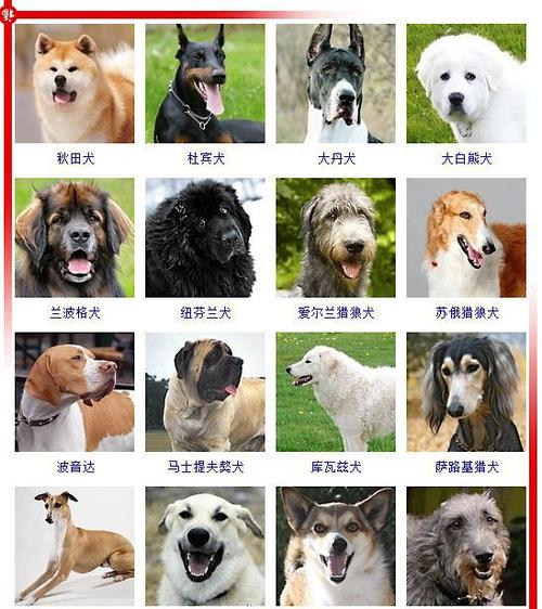 大型犬(图一)