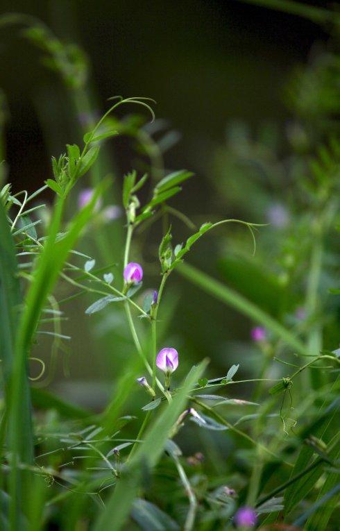 救荒野豌豆～野苕菜
